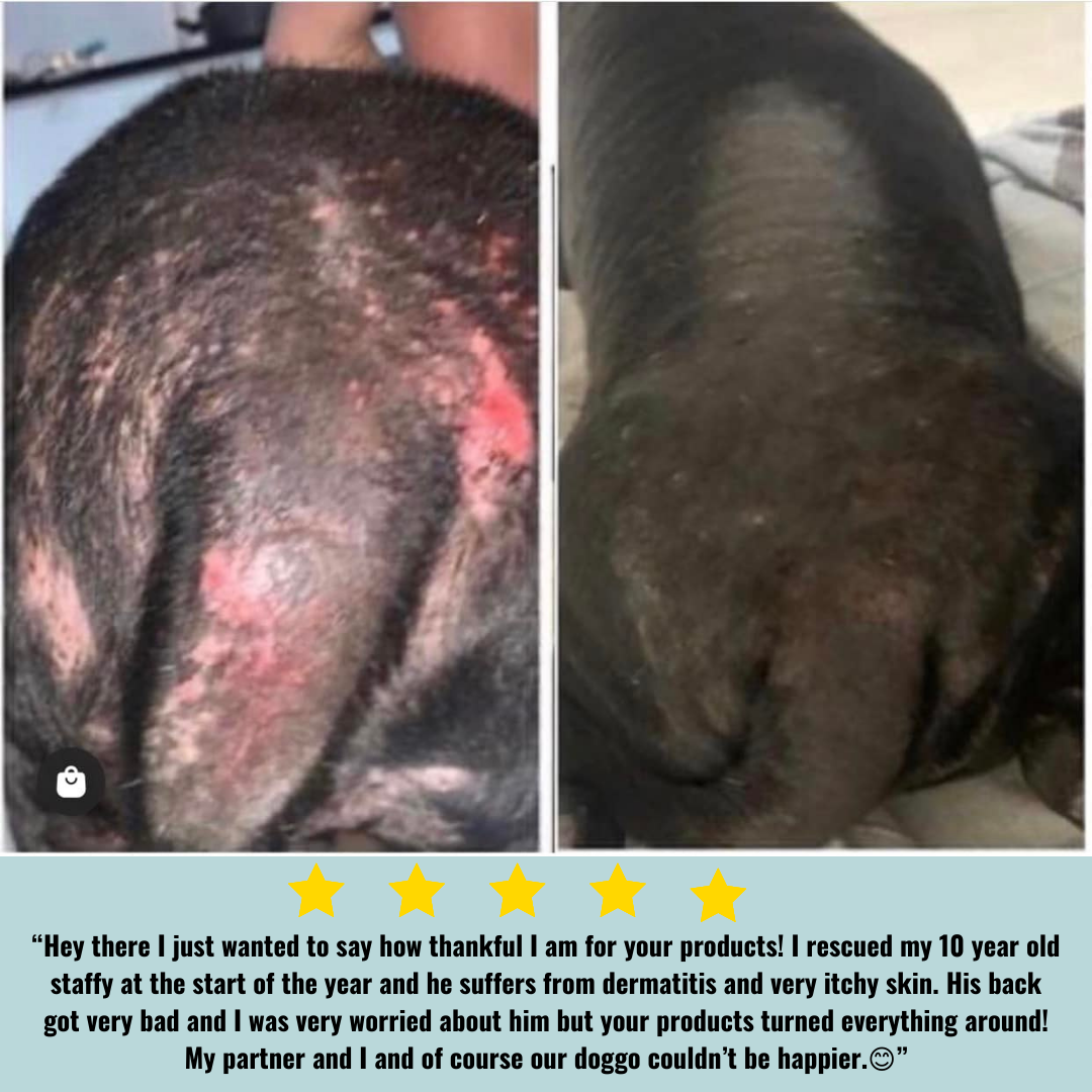 Staffy skin rash sales remedies