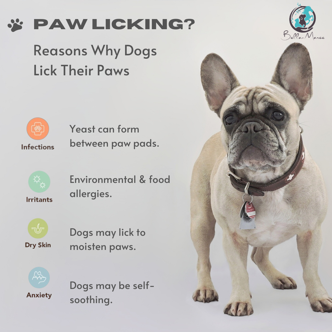 Paw Licking? Reasons Why Dogs Lick Their Paws. – Bella Maree Natural Animal  Products