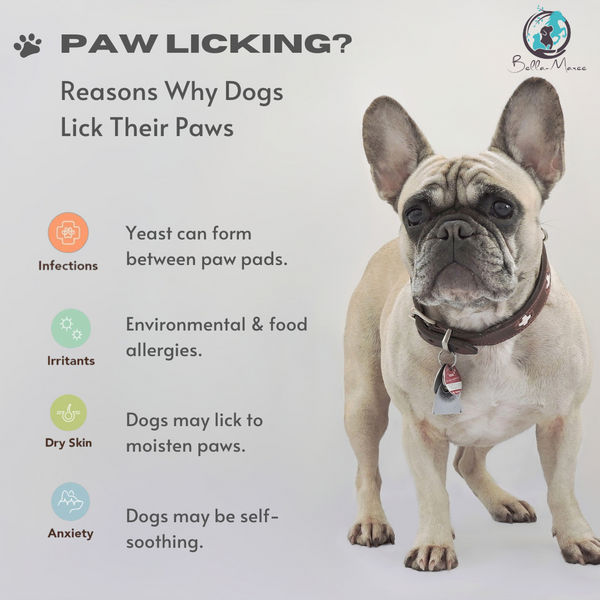 Paw Licking Reasons Why Dogs Lick Their Paws. Bella Maree