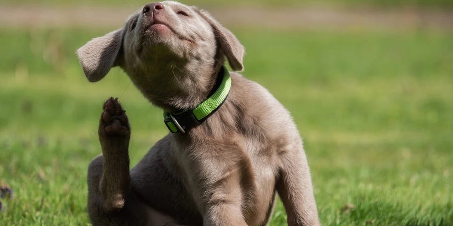 How Probiotics for Dogs Can Help Reduce Itchy Skin