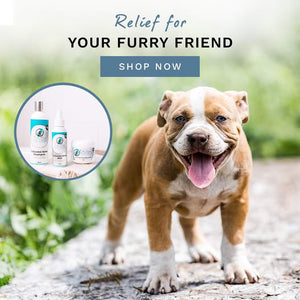 Bella Maree Natural -Essential Puppy Starter Kit