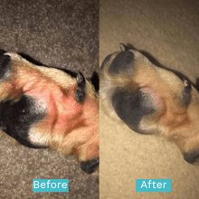 Load image into Gallery viewer, Paw Care Kit