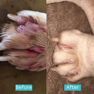 Paw Care Kit